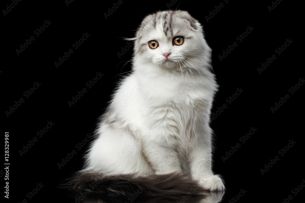 Furry white scottish fold highland breed kitten with tabby sitting and curious looks isolated black background