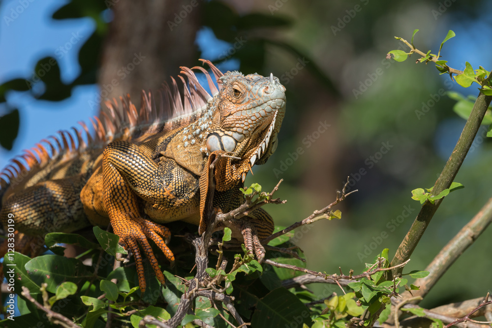 Fototapeta premium Green Iguana, Tavernier, Key Largo, Florida