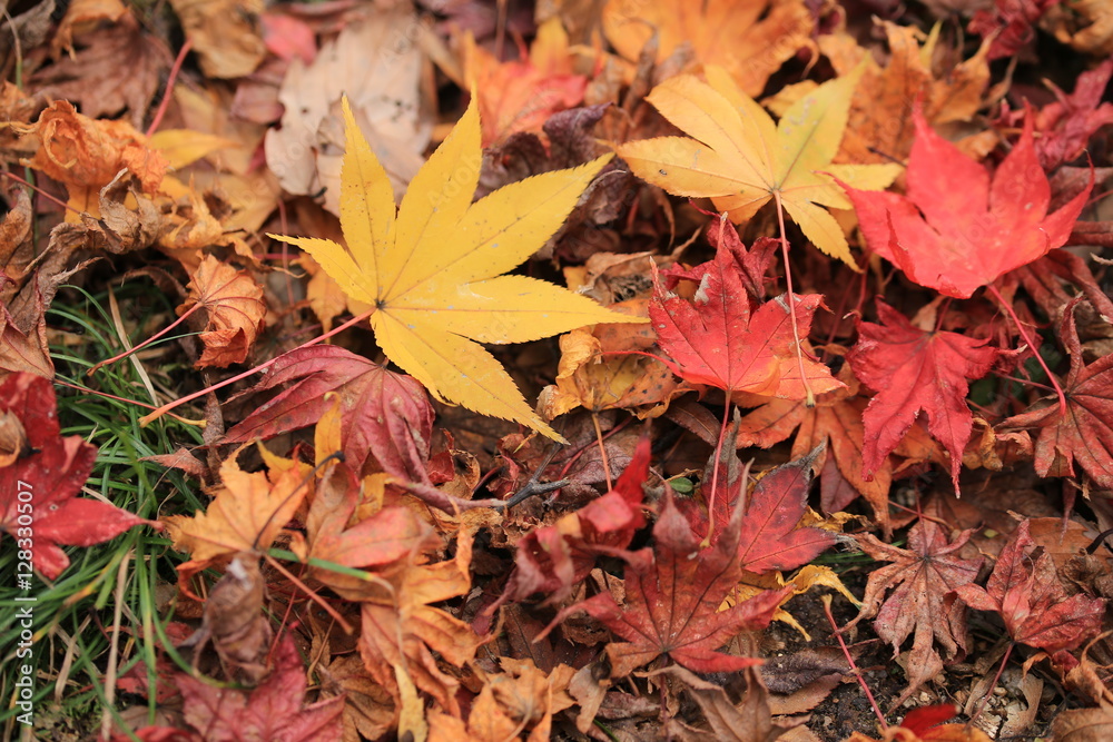 Obraz premium 笠置山もみじ公園