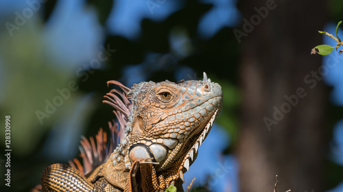 Green Iguana, Tavernier, Key Largo, Florida