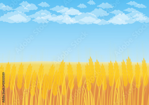 Wheat field on a background of blue sky