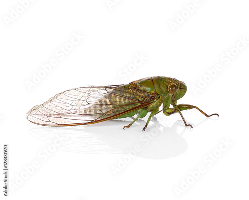 cicada insect isolated on white background © pairoj