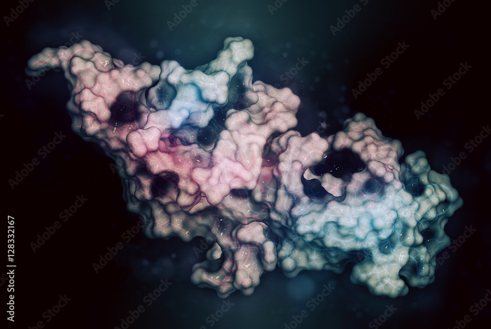 Human Chorionic Gonadotropin (hCG) glycoprotein hormone ilustración de  Stock | Adobe Stock