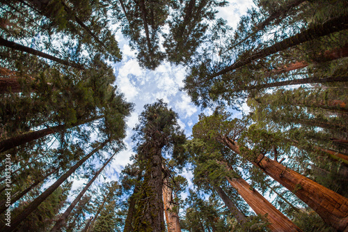 Crowns of giant Sequoia trees from below in Sequoia National Par