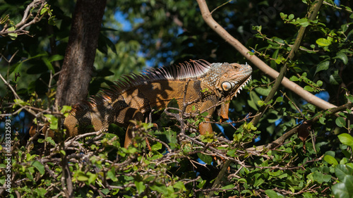 Green Iguana  Tavernier  Key Largo  Florida