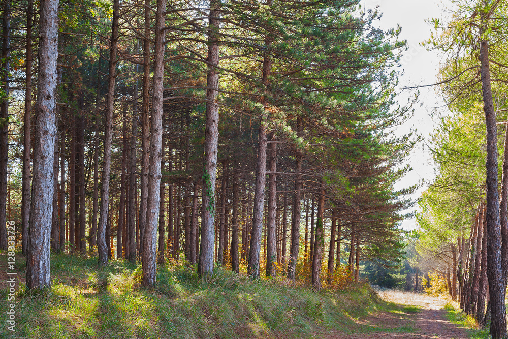 Obraz premium Fir forest.