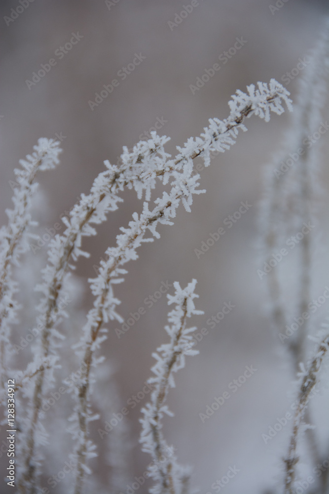 Snow scene Snow scene
