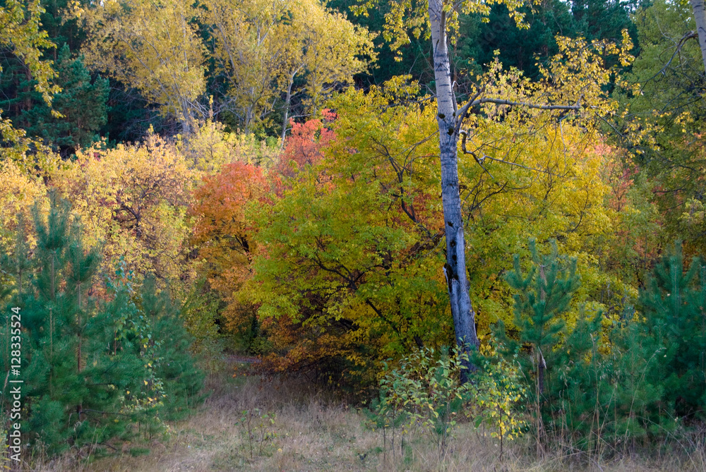 Russian autumn forest colored
