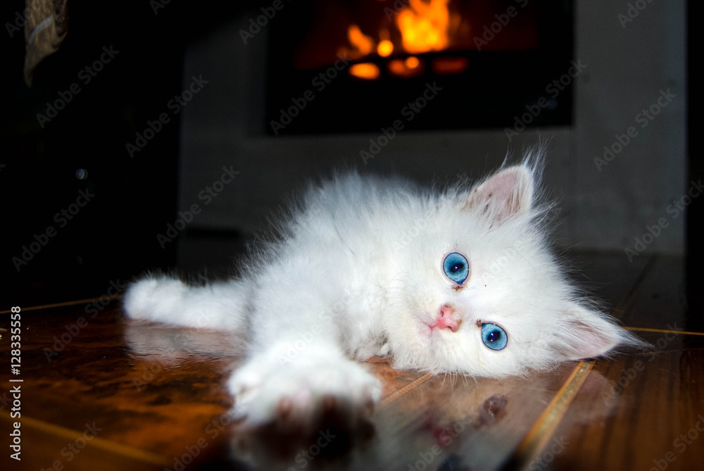Kitten stretching on the floor