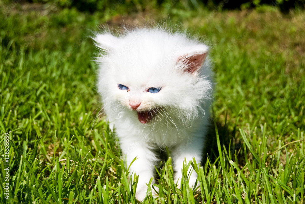 White screaming fluffy kitten in fresh grass