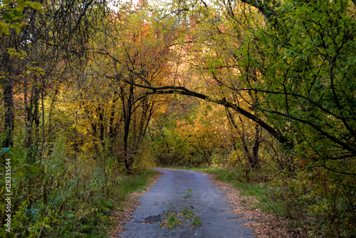 Obraz na płótnie Road at autumn forest with ark of trees w salonie