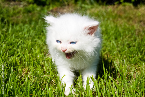 Obraz na płótnie White screaming fluffy kitten in fresh grass w salonie