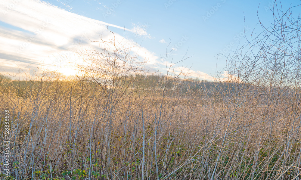 Fototapeta premium Plants with droplets in sunlight at fall