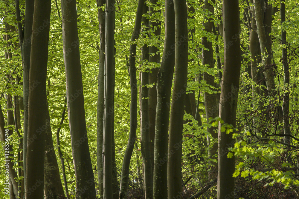 Fototapeta premium Polish beautiful oak forest on the Baltic Sea