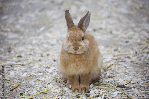 Декоративный карликовый кролик