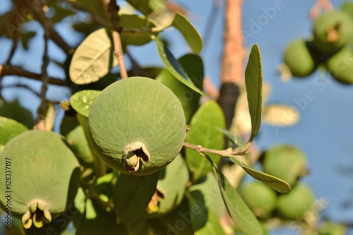 ramo con frutti di una pianta di feijoa (acca sellowiana) photo