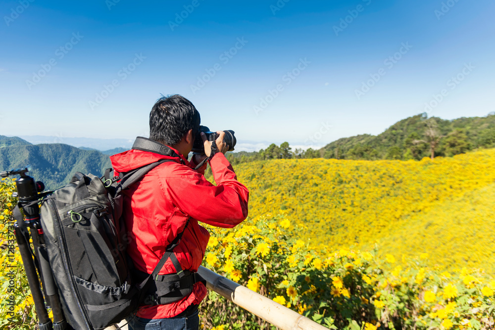 Photographer take a photo for The road to the field of yellow Mexican Sunflower Weed on the mountain,Mae Hong Son Province,Thailand. pang ung, pinging, Chiang Mai, pai, flower