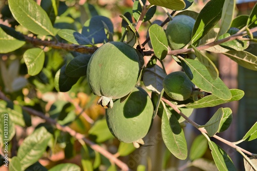 ramo con frutti di una pianta di feijoa (acca sellowiana)