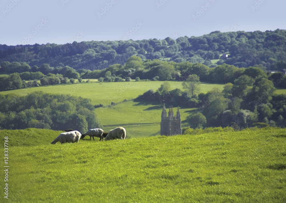 Fototapeta premium forest of dean gloucestershire uk