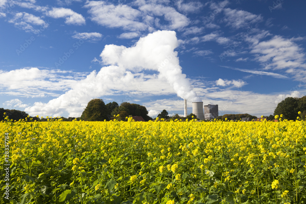 yellow canola or mustard on a field yellow canola or mustard on a field