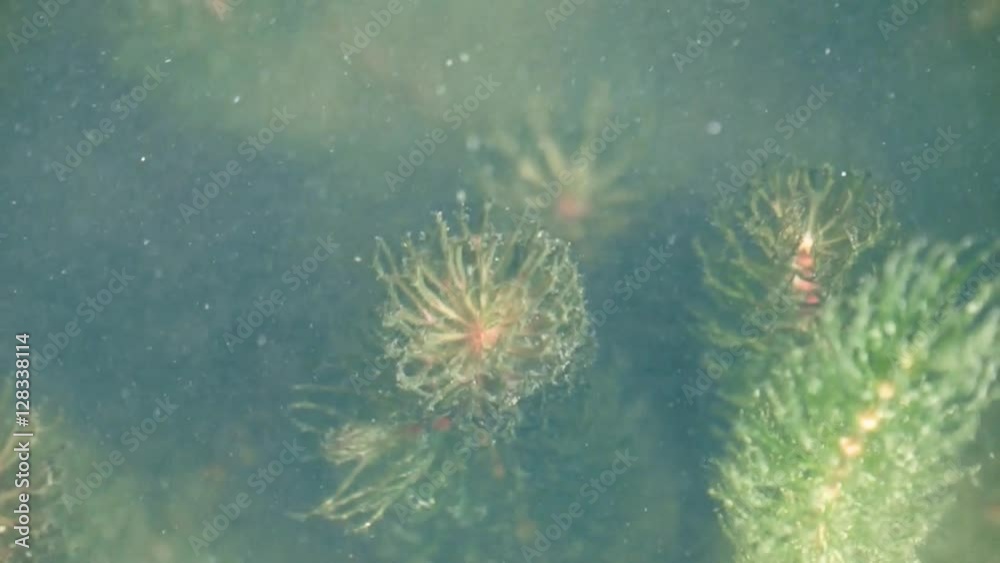 River algae under water, emit oxygen bubbles. River algae under water, emit oxygen bubbles.