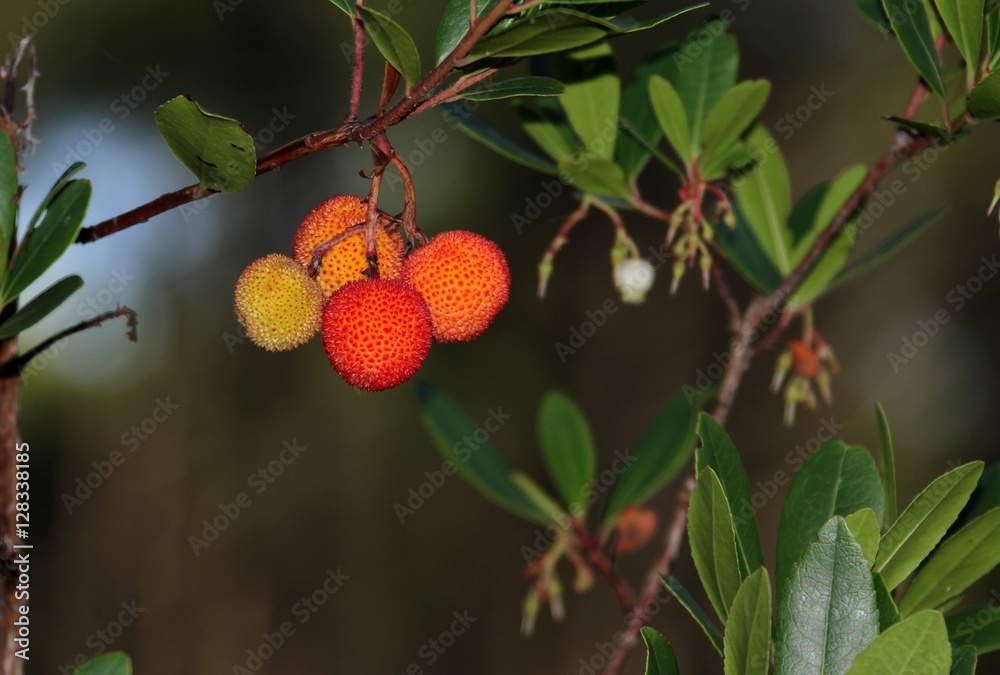 arbouses,fruits de l'arbousier,arbuste fruiter sauvage arbouses,fruits de l'arbousier,arbuste fruiter sauvage