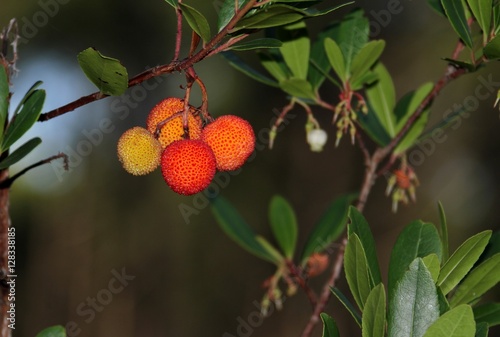 arbouses,fruits de l'arbousier,arbuste fruiter sauvage
