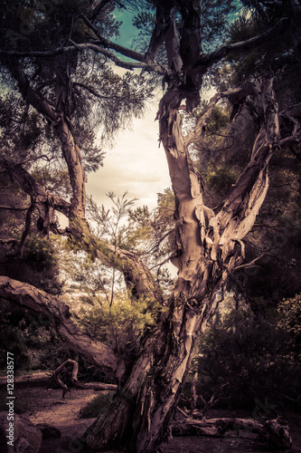 Tree © Karen