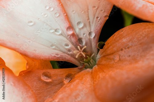 Fototapeta Naklejka Na Ścianę i Meble -  orange geranium speckled flower with water drops on black background closeup