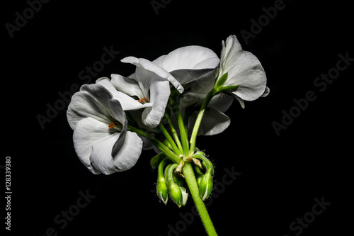 Fototapeta Naklejka Na Ścianę i Meble -  bouquet of white geranium flowers on black background