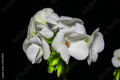Fototapeta Naklejka Na Ścianę i Meble -  bouquet of white geranium flowers on black background