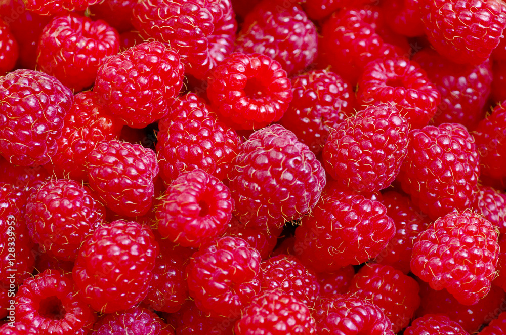 A beautiful selection of freshly picked ripe red raspberries. A beautiful selection of freshly picked ripe red raspberries.