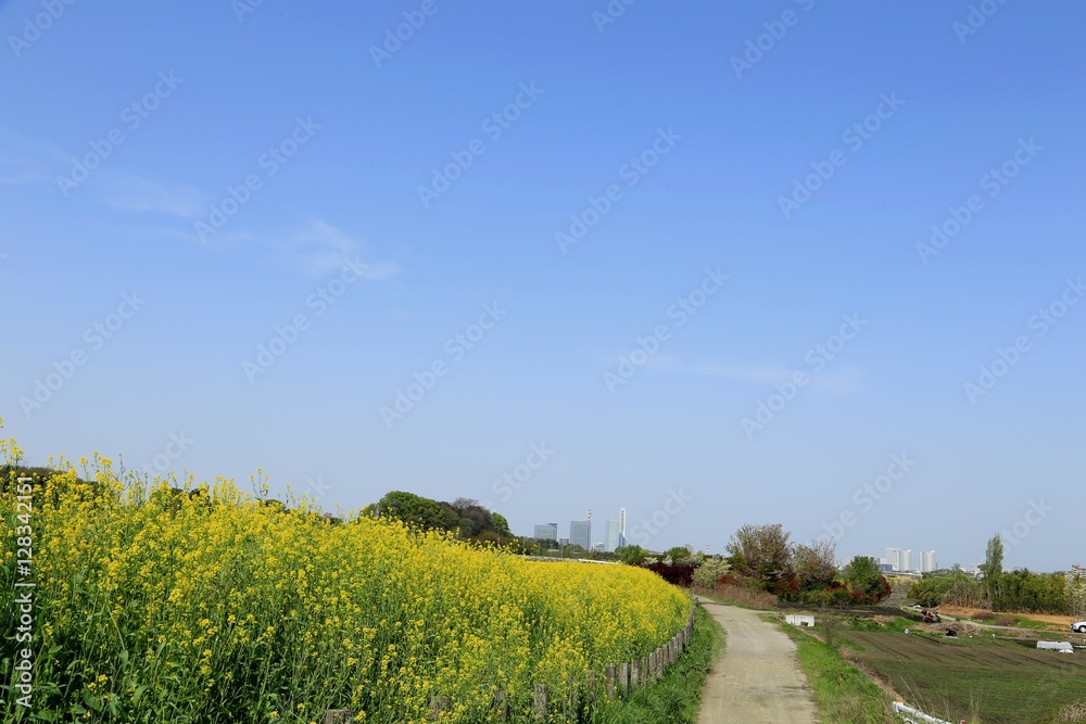 Obraz premium 菜の花と田園風景