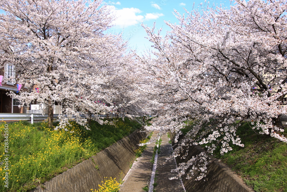 桜/春の温もり 桜/春の温もり