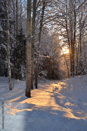 Beautiful winter landscape in the forest © Irina