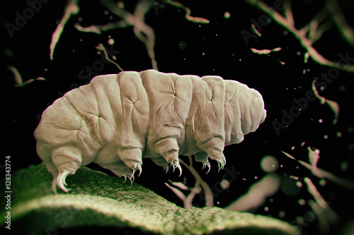 Tardigrade (water bear).