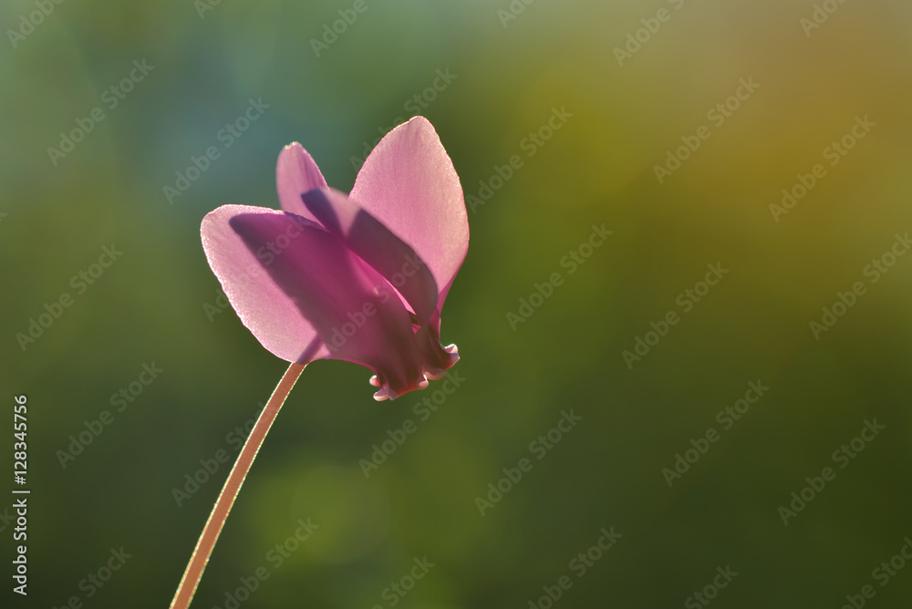 Single pink flower isolated on green illuminated by enchanted sunset light Single pink flower isolated on green illuminated by enchanted sunset light