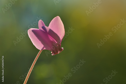 Single pink flower isolated on green illuminated by enchanted sunset light