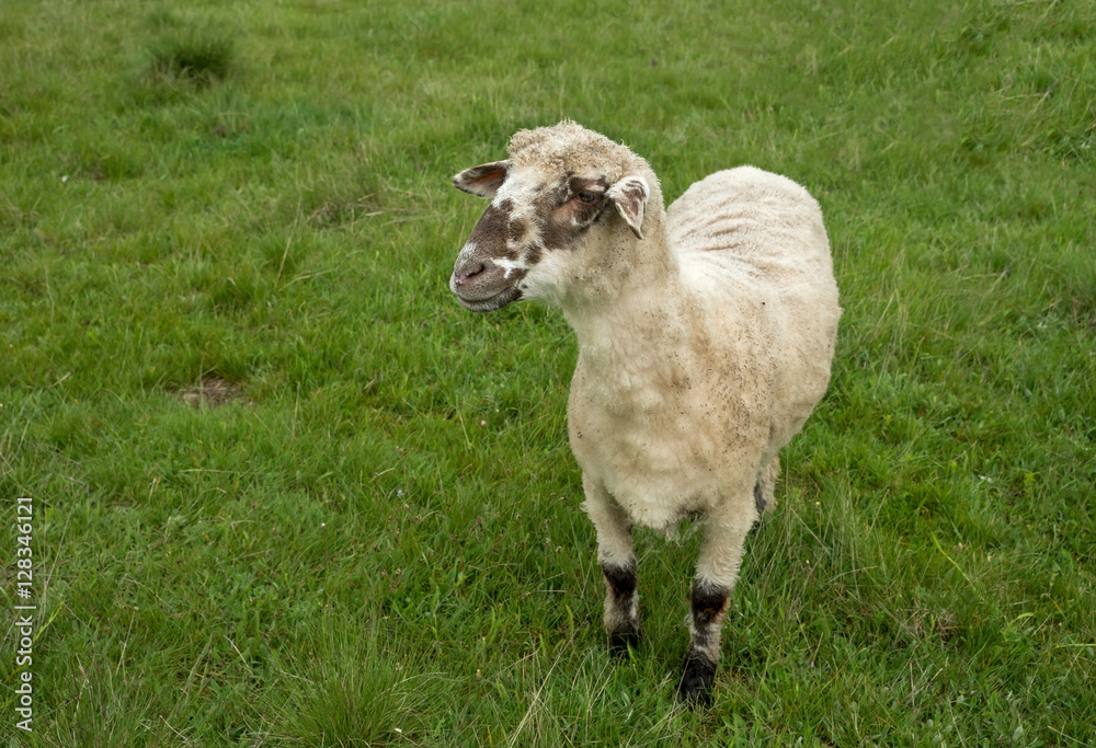Fototapeta premium Sheep grazing on a meadow, on a cloudy day