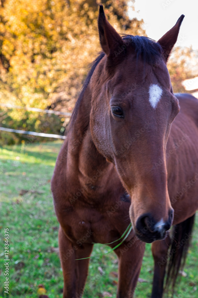 Obraz premium Cheval