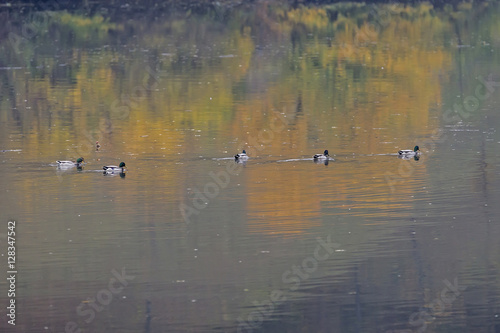 Nile geese in the Danube river © bora030