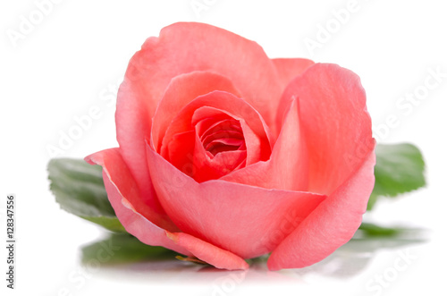 beautiful bud of pink rose lying down on a white background