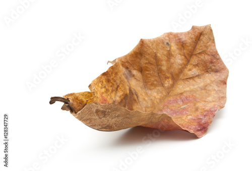 Schilderij op canvas Dry leaf closeup isolated
