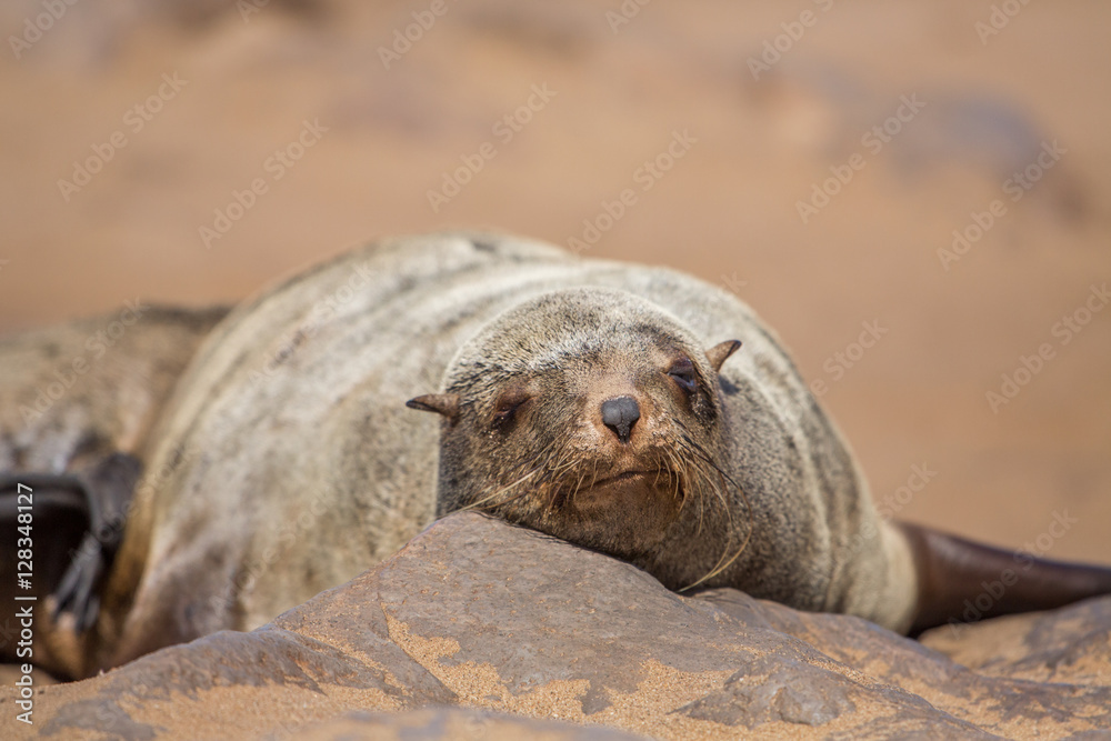 Fototapeta premium Brown fur seal (Arctocephalus pusillus), Cape Cross, Namibia