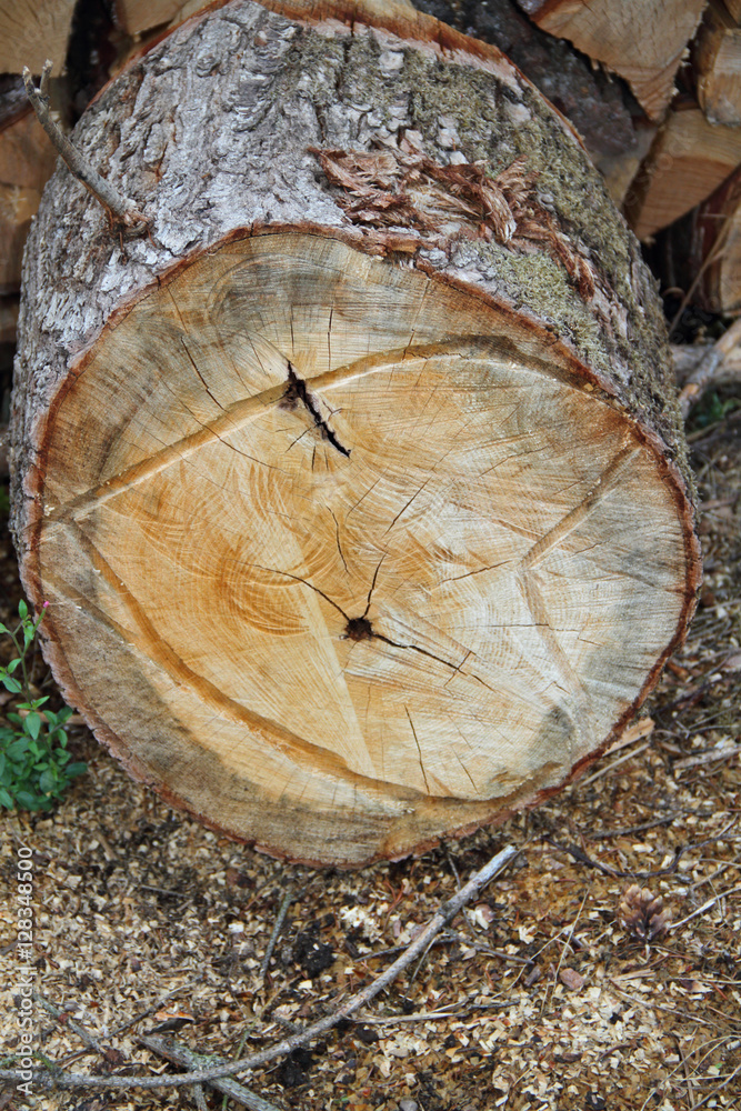 Naklejka premium Brennholz