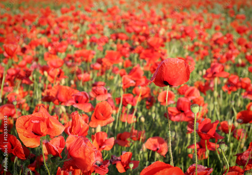 poppy field