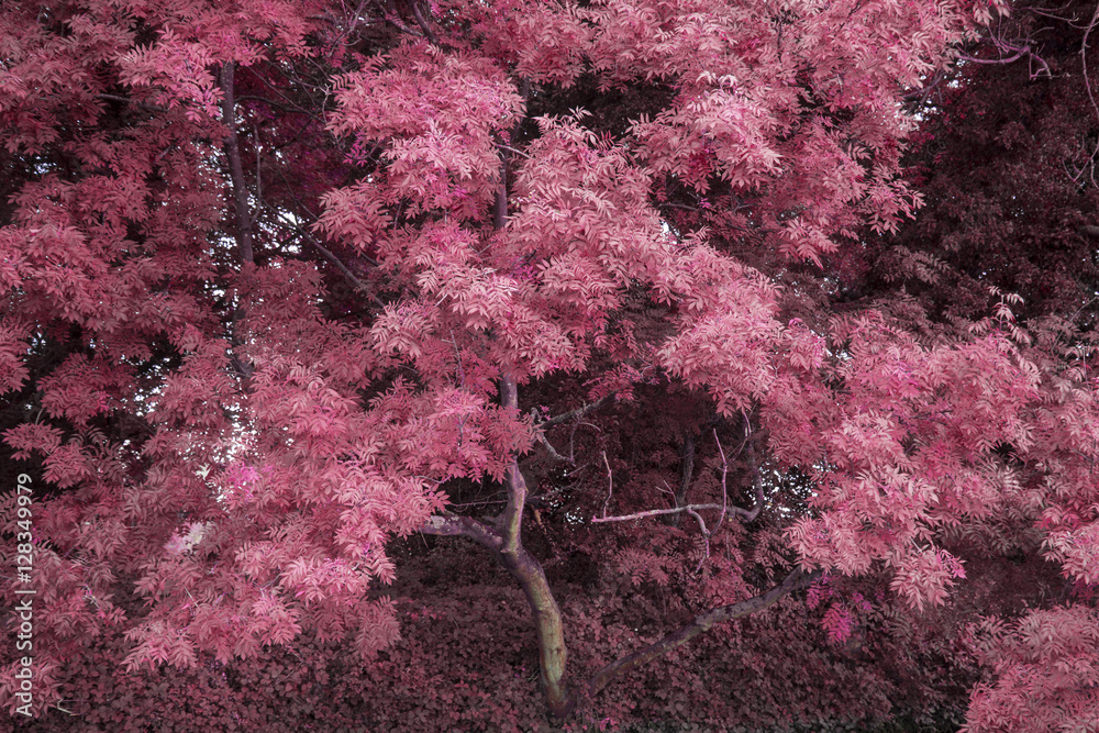 Stunning alternate vibrant colorful forest landscape tree concep