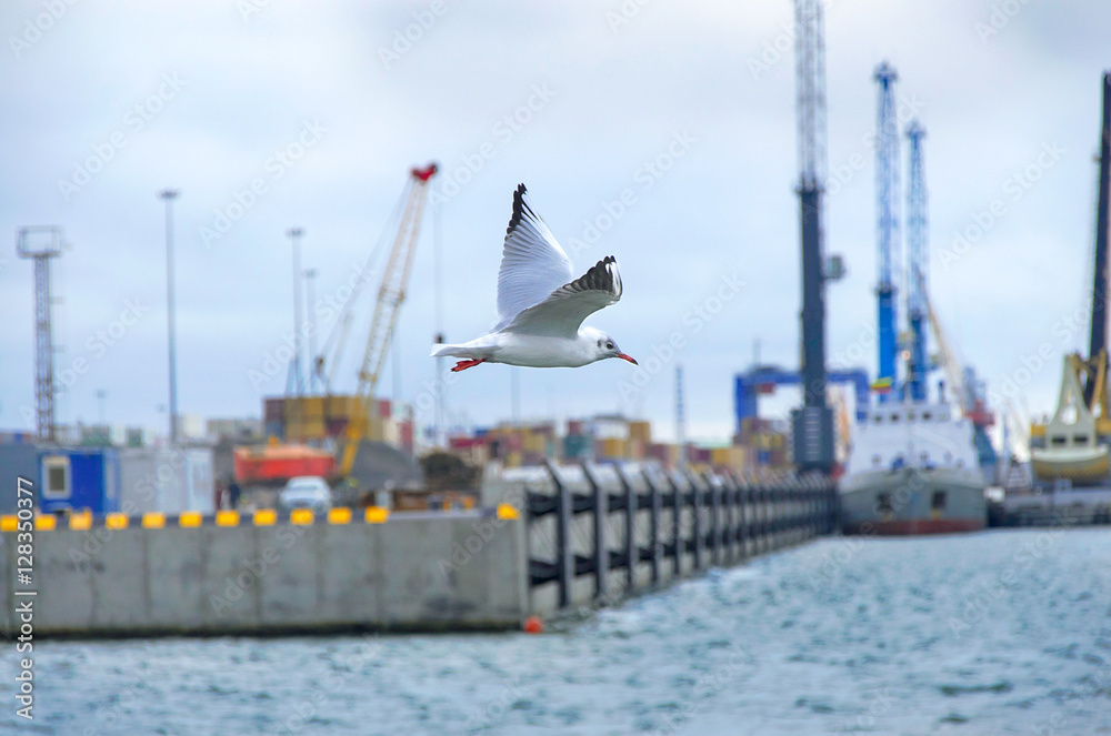 Seagull flying in the bay