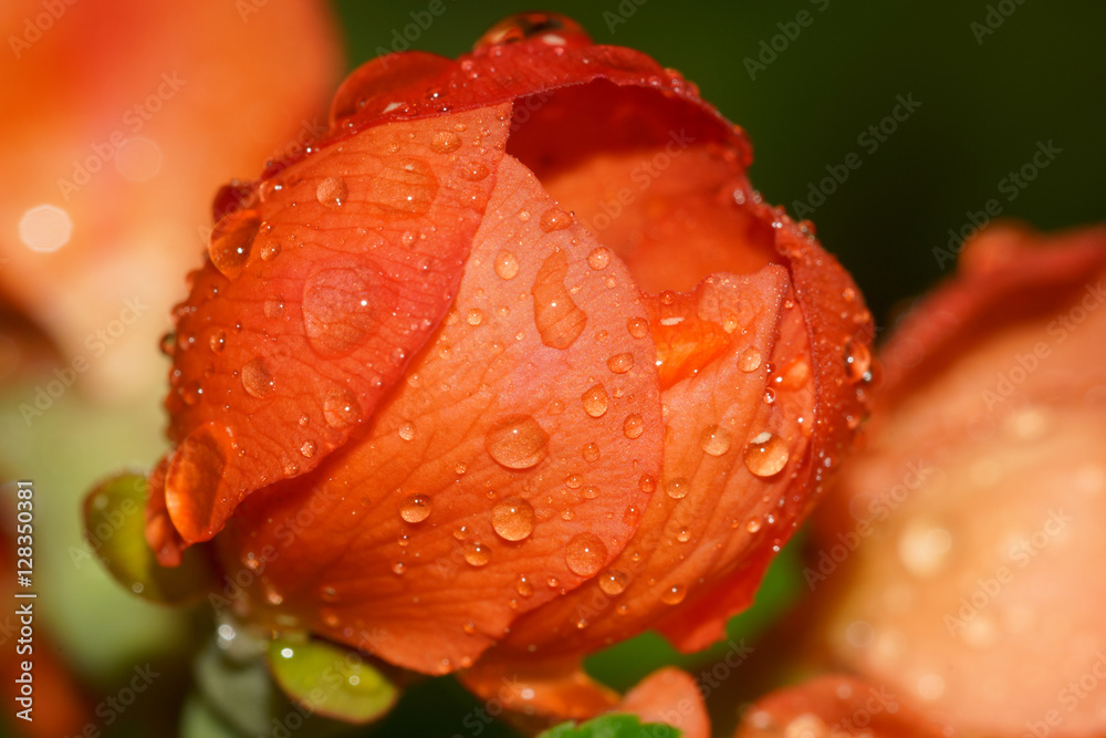 The Moscow Botanical Garden. The Japan quince (japonica). Flowering. Macro. The Moscow Botanical Garden. The Japan quince (japonica). Flowering. Macro.