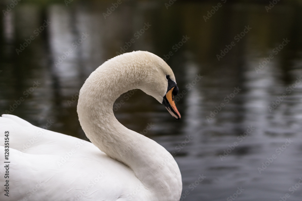 Naklejka premium Autumn 2013. Russia. Moscow. Central Park of Culture and Rest. Swan on the pond.